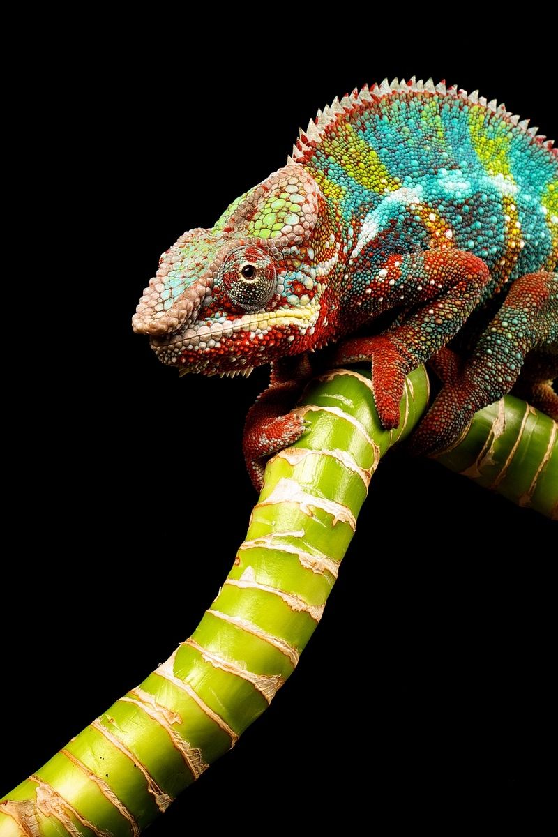 Chameleon Iphone Wallpapers