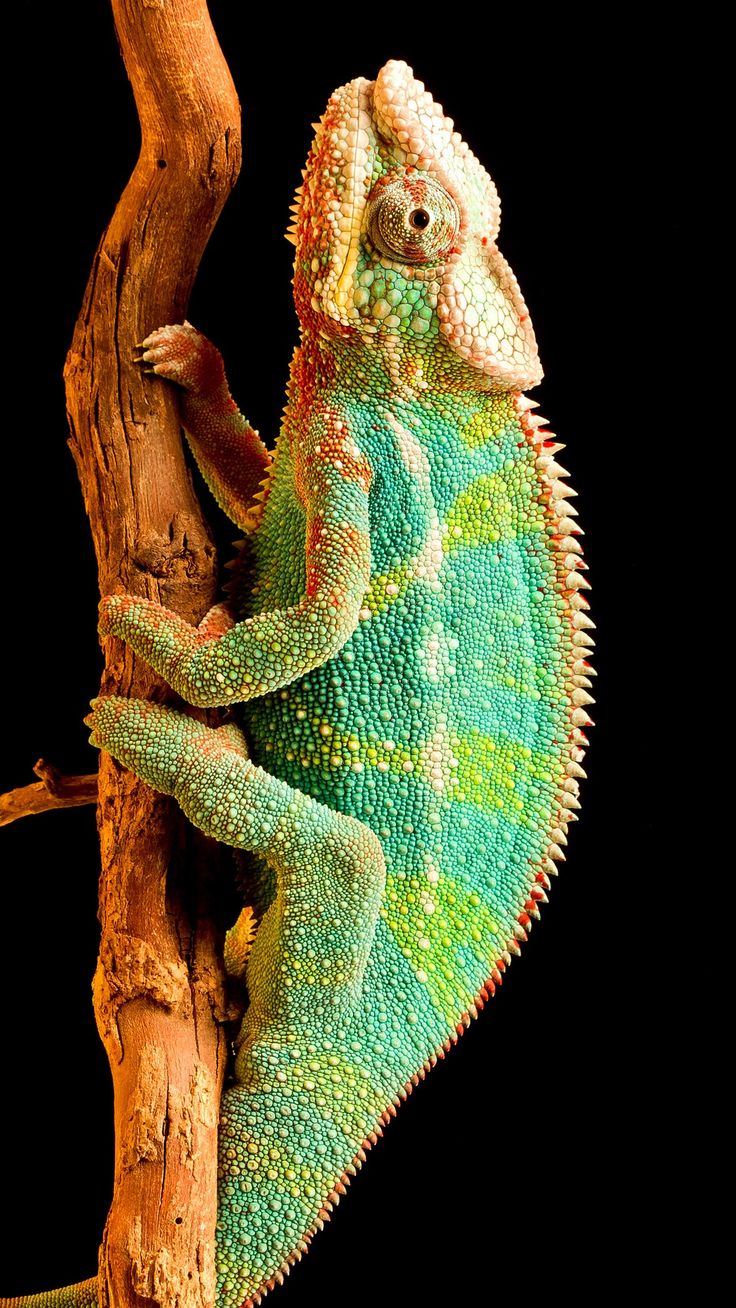 Chameleon Iphone Wallpapers