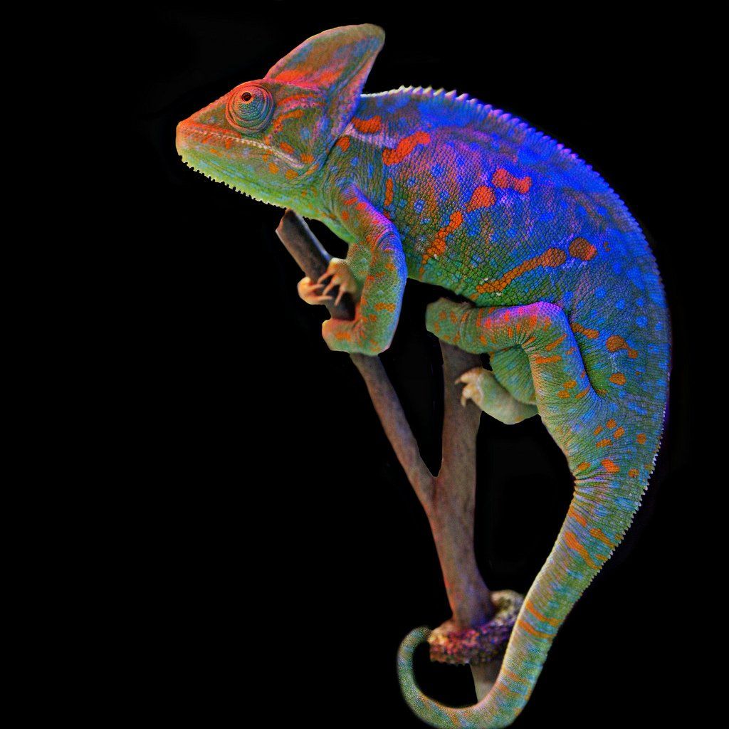 Chameleon Iphone Wallpapers