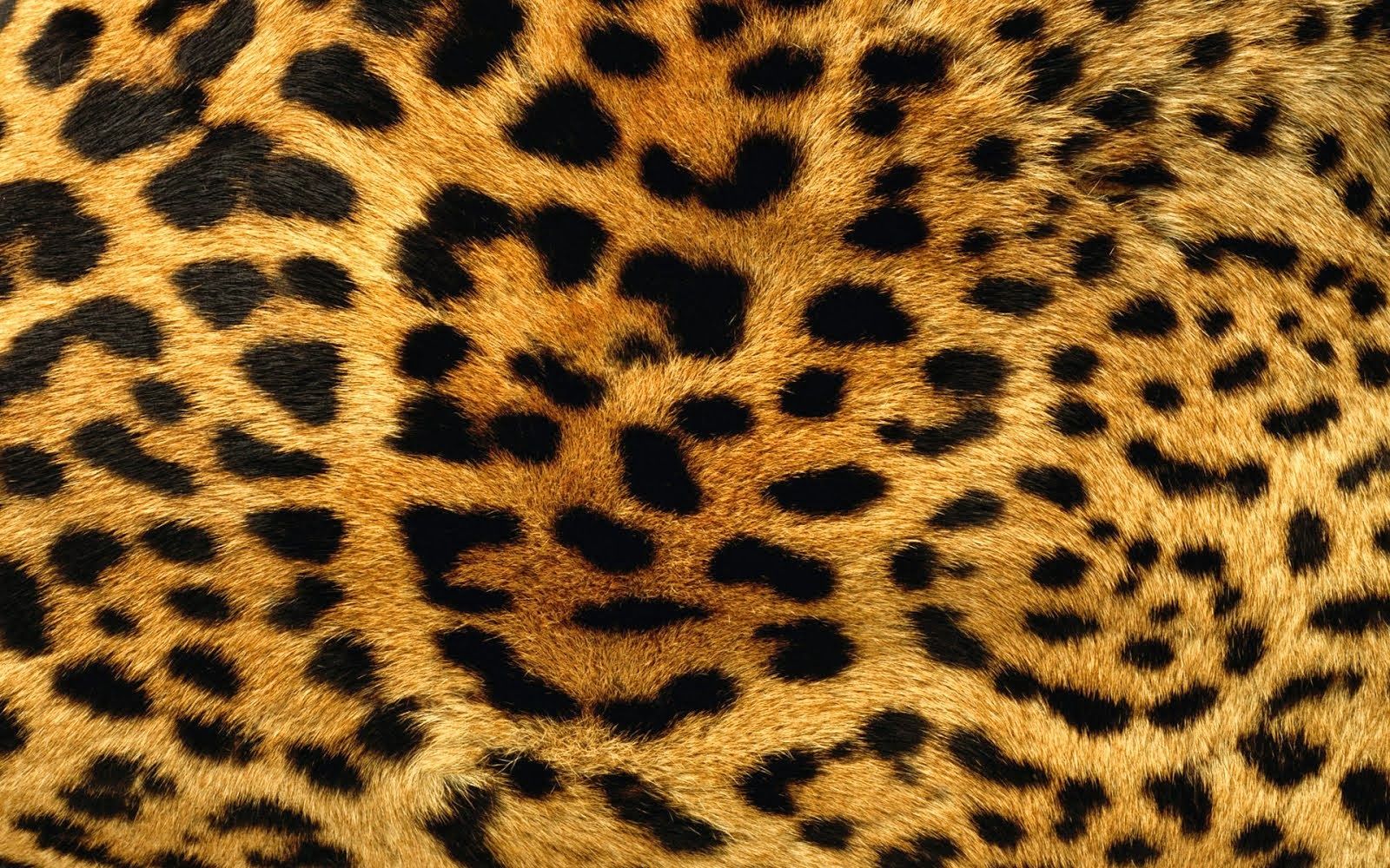 Cheetah Print Wallpapers