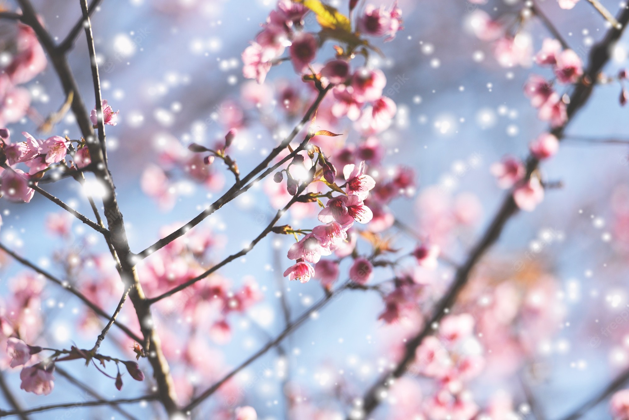 Cherry Blossom In The Winter Wallpapers