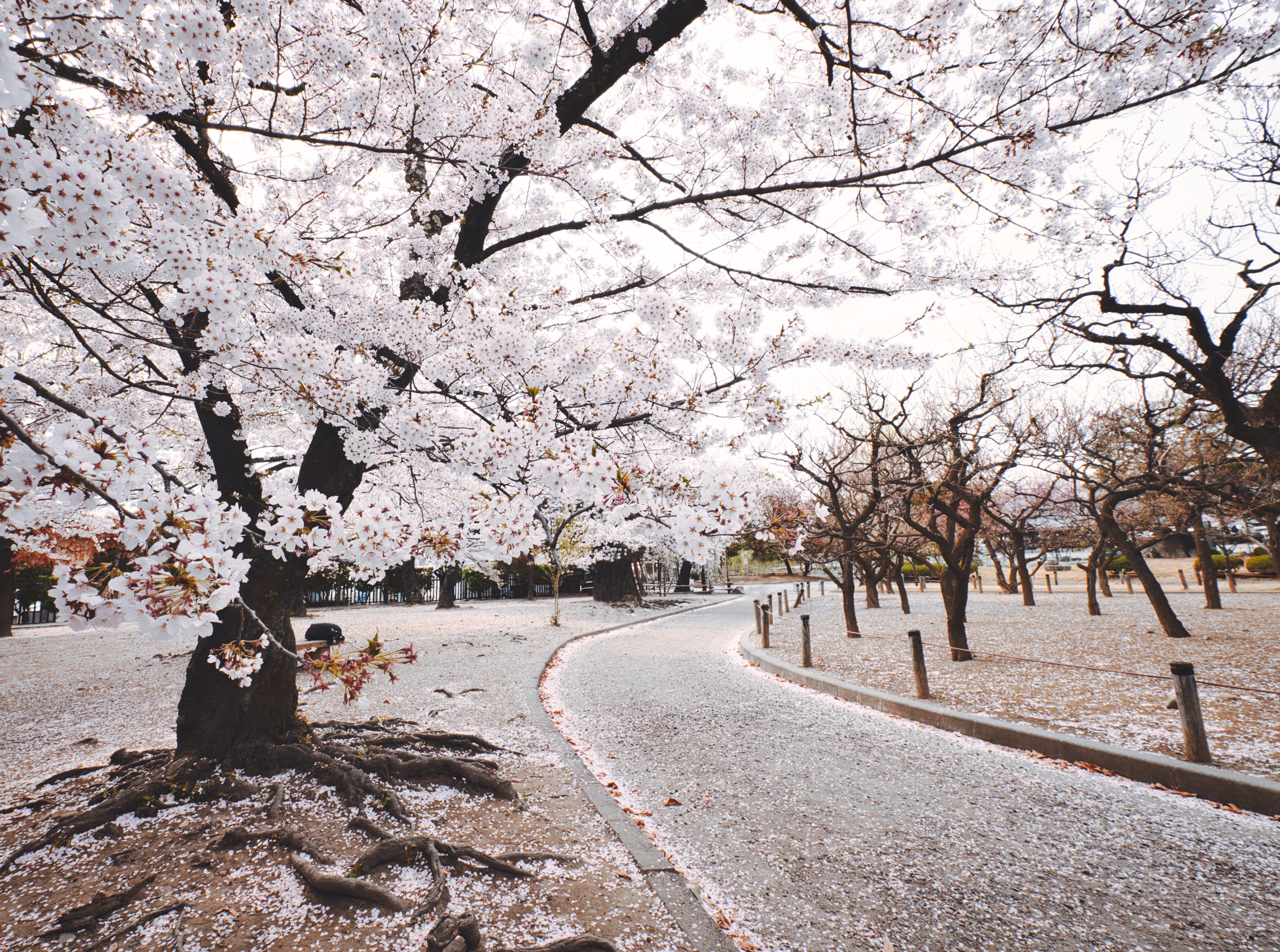 Cherry Blossom In The Winter Wallpapers