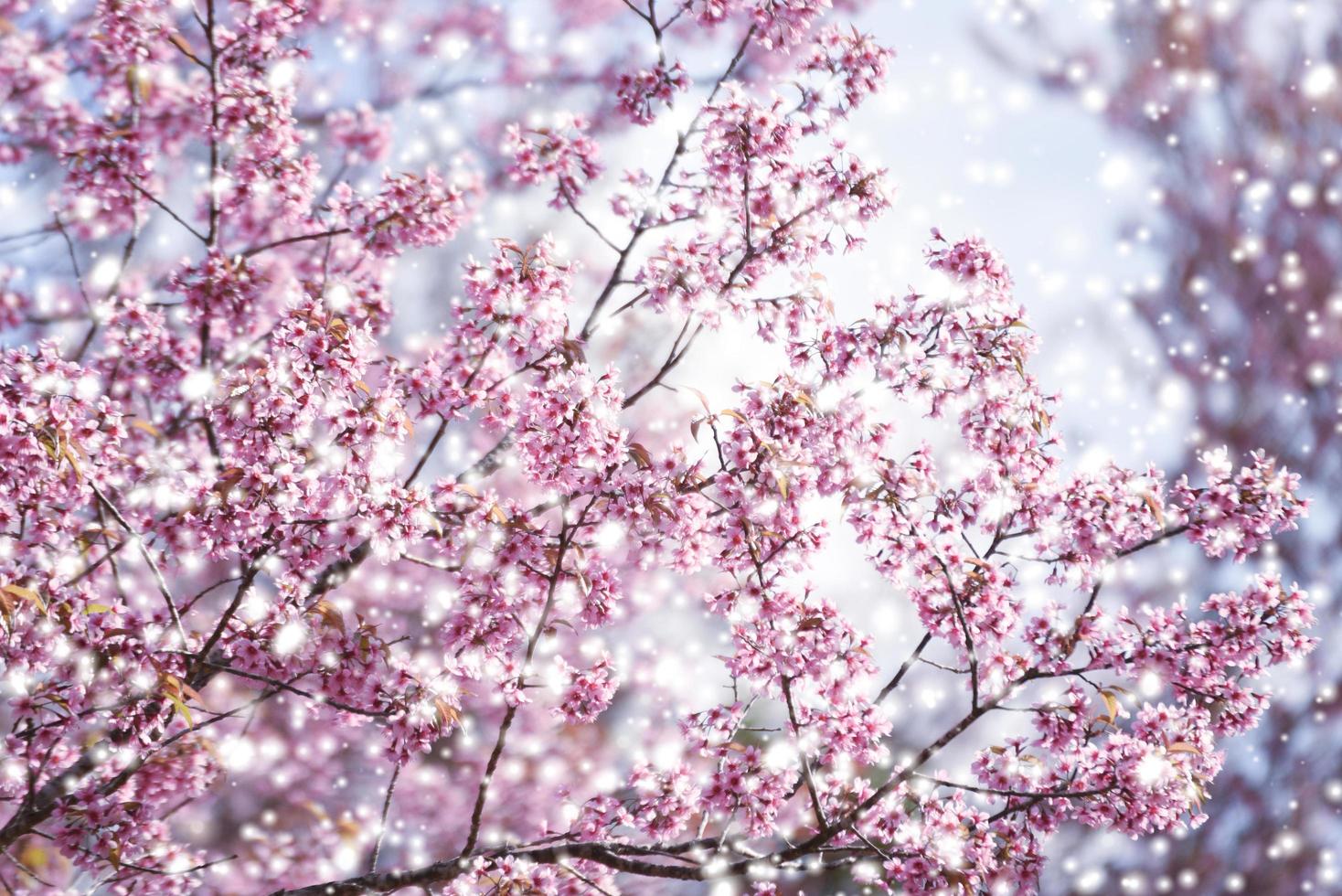 Cherry Blossom In The Winter Wallpapers