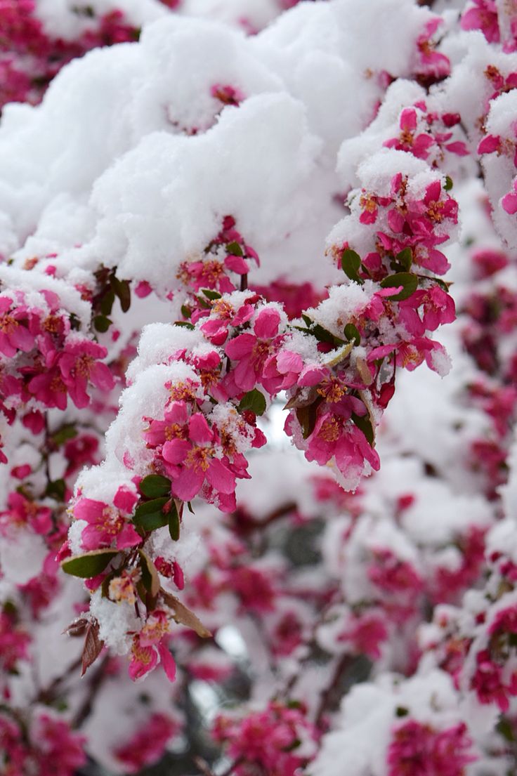 Cherry Blossom In The Winter Wallpapers