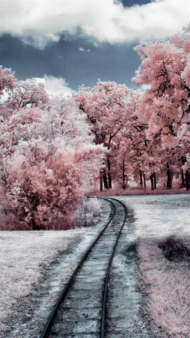 Cherry Blossom In The Winter Wallpapers