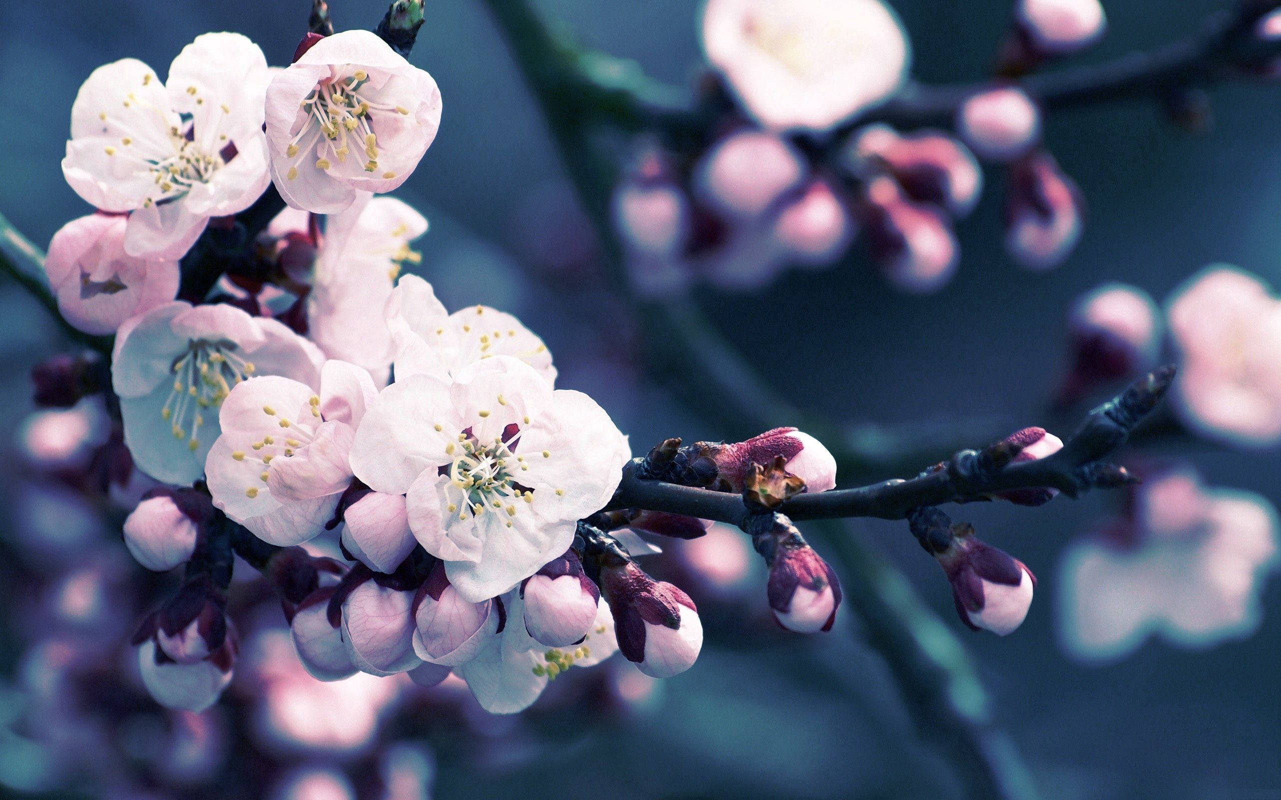 Cherry Blossom In The Winter Wallpapers