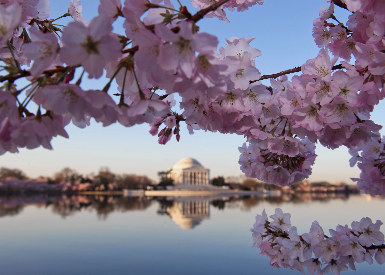 Cherry Blossom In The Winter Wallpapers