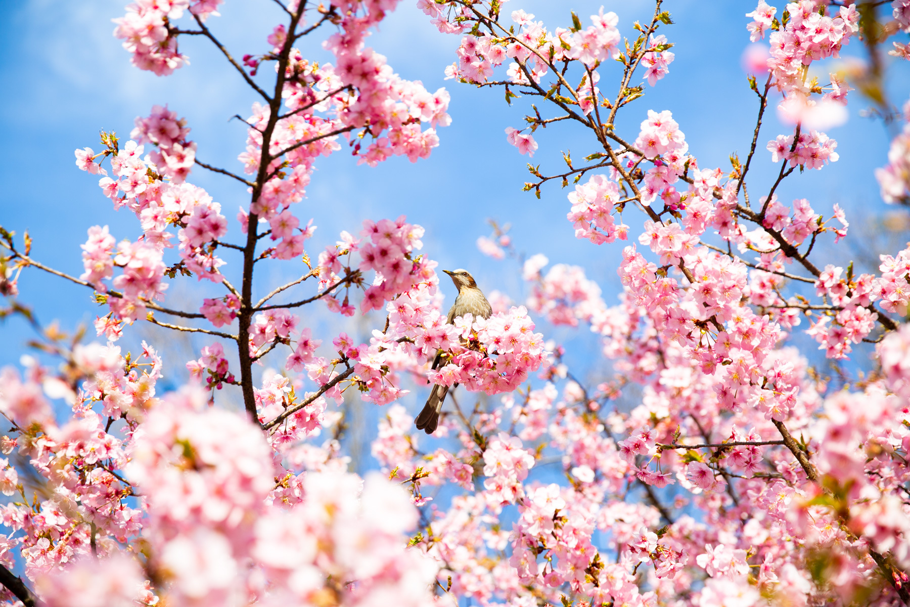 Cherry Blossom In The Winter Wallpapers