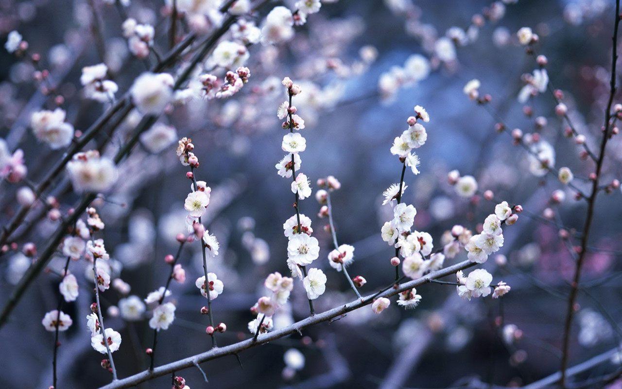 Cherry Blossom In The Winter Wallpapers