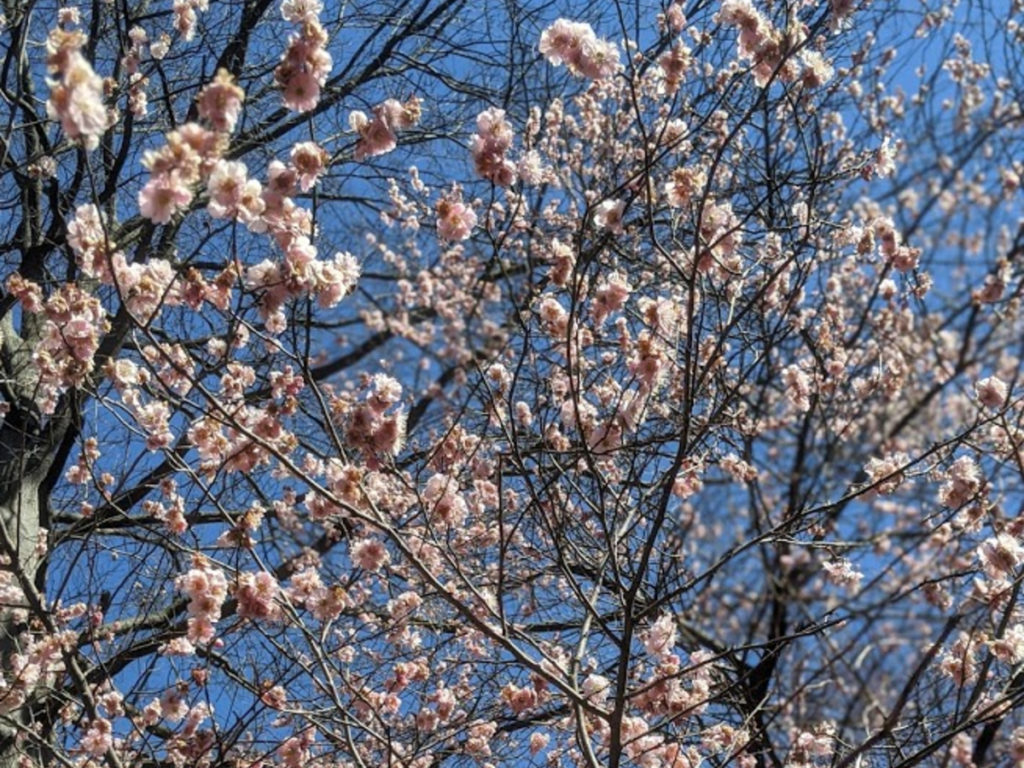 Cherry Blossom In The Winter Wallpapers