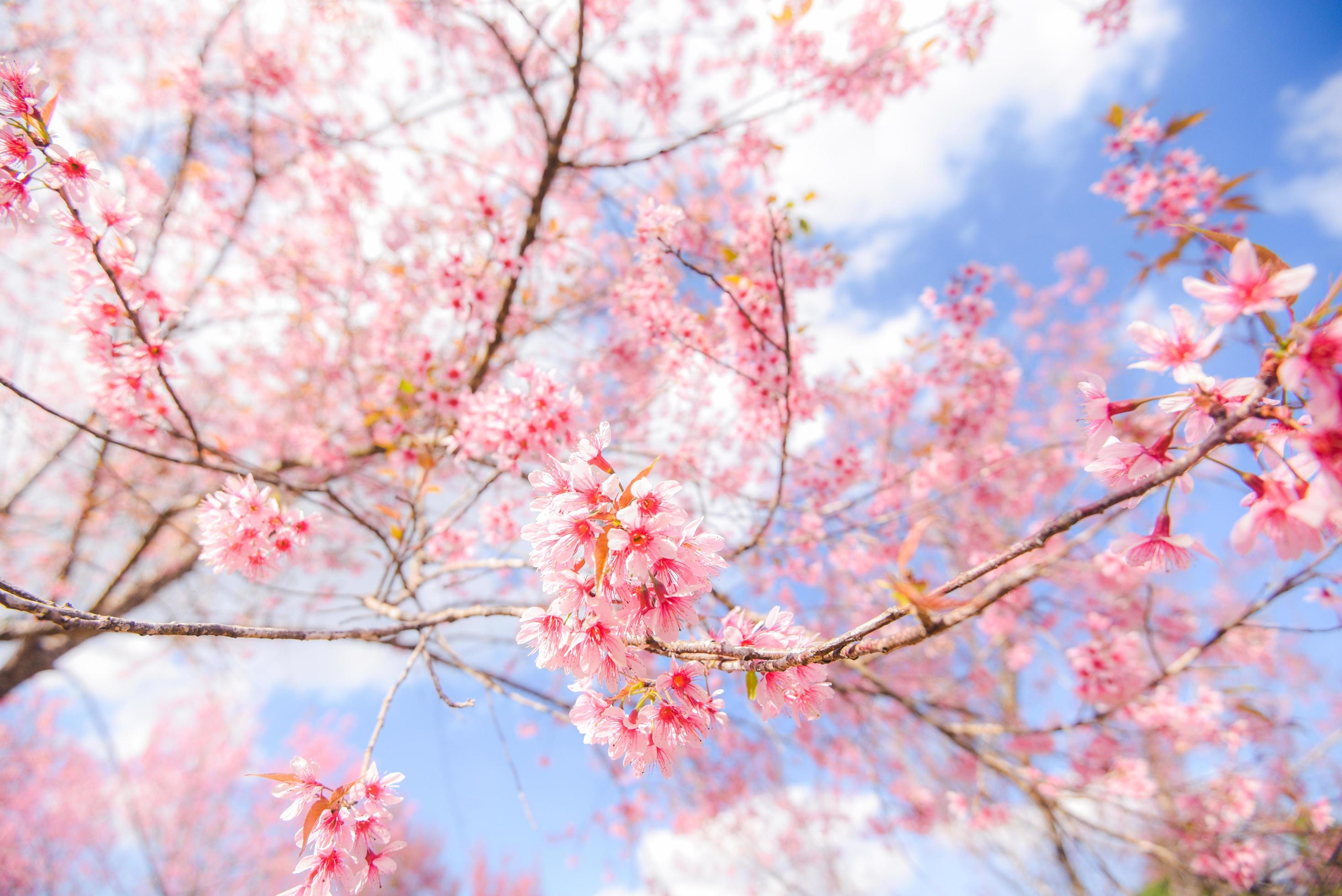 Cherry Blossom In The Winter Wallpapers