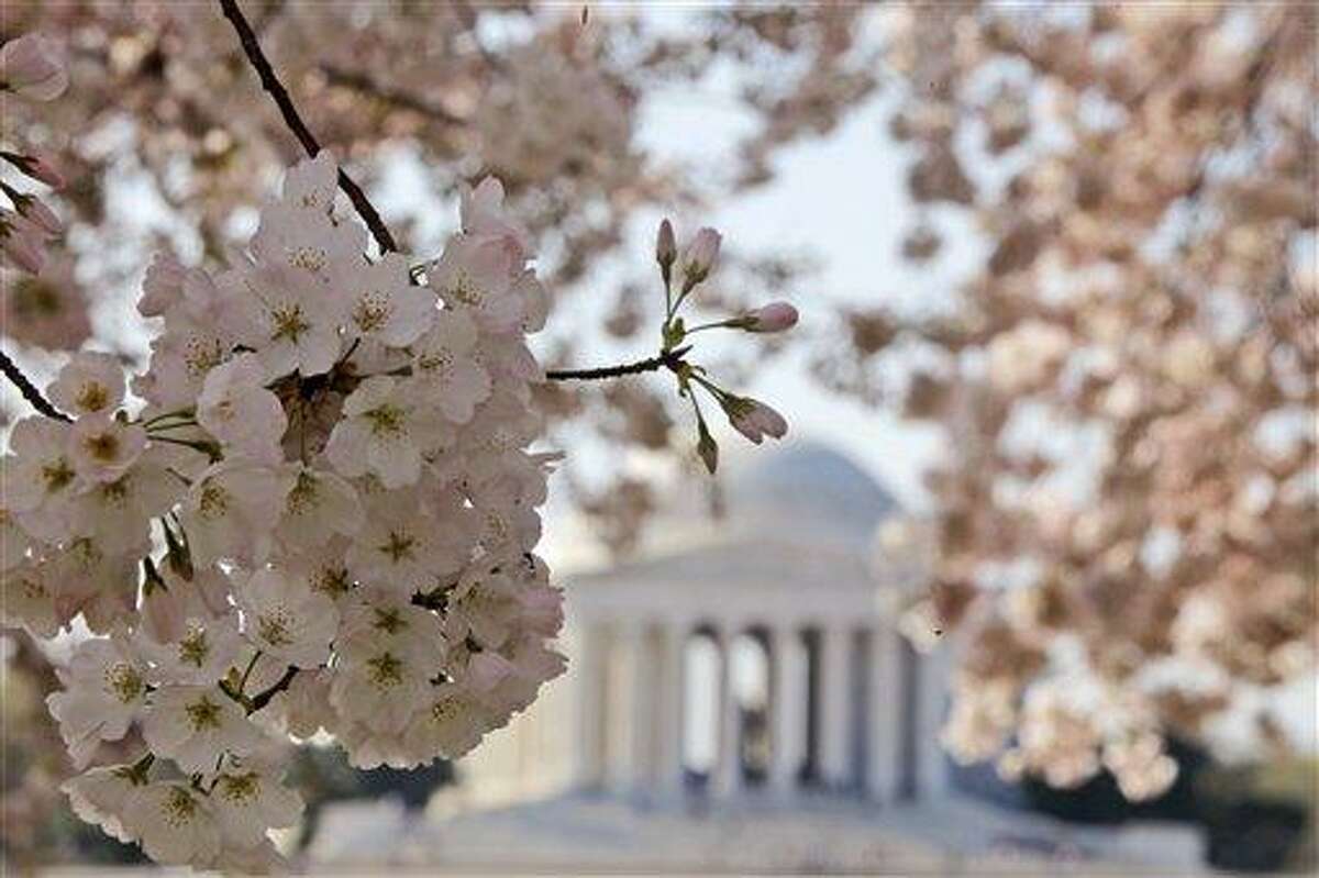 Cherry Blossom In The Winter Wallpapers