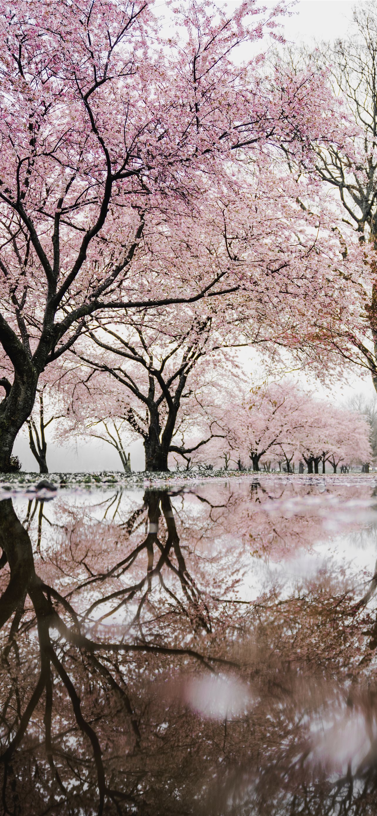 Cherry Blossom In The Winter Wallpapers