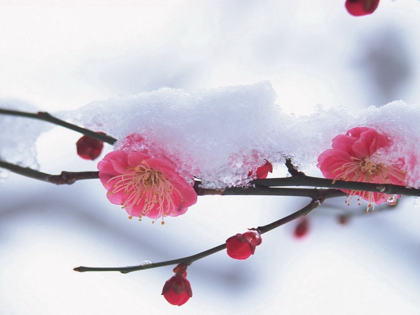 Cherry Blossom In The Winter Wallpapers