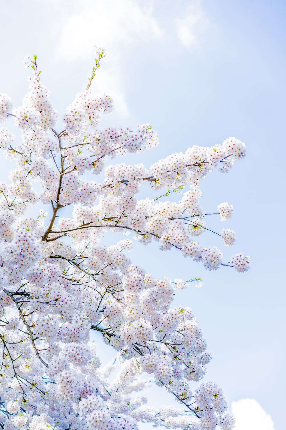 Cherry Blossom In The Winter Wallpapers