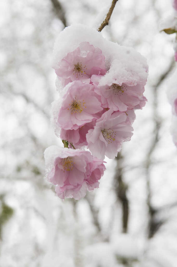 Cherry Blossom In The Winter Wallpapers