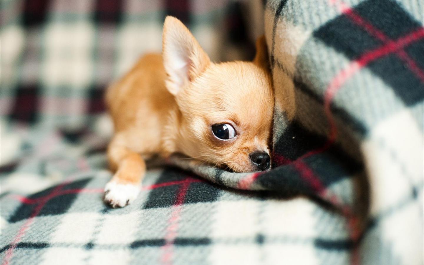 Chihuahua Wall Paper Wallpapers