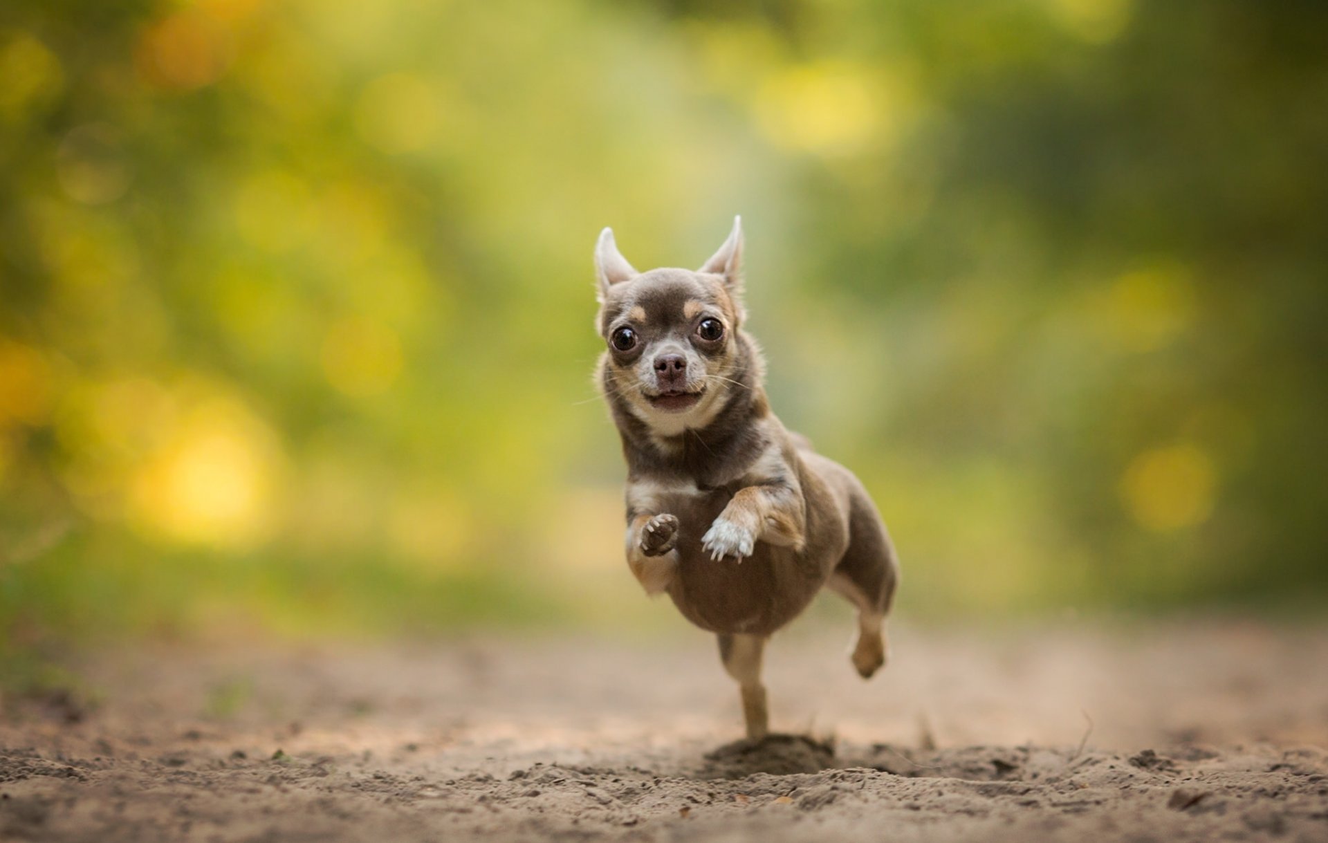 Chihuahua Wall Paper Wallpapers