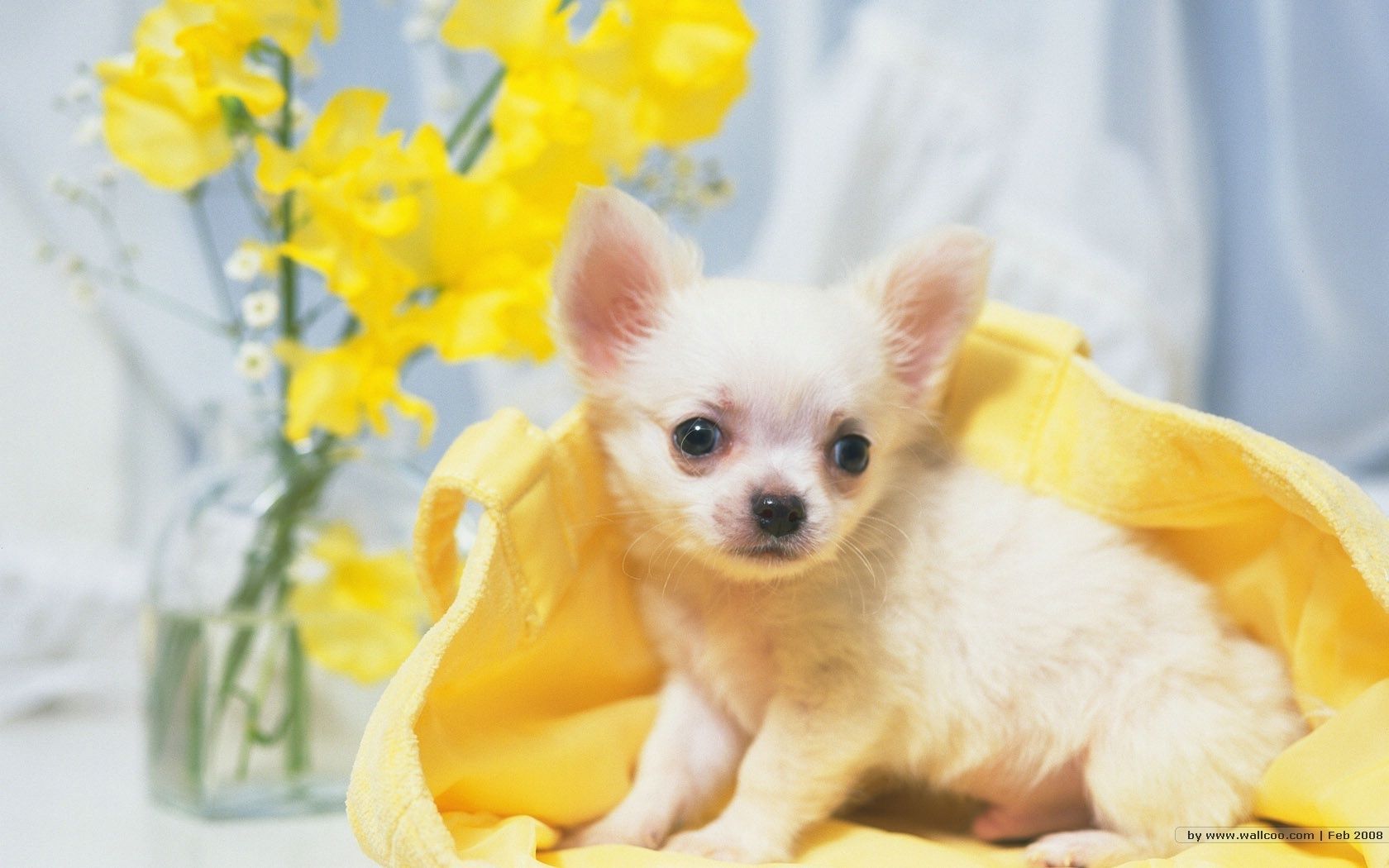 Chihuahua Wall Paper Wallpapers