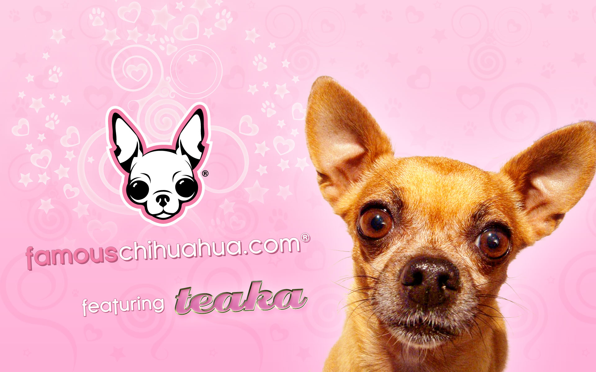 Chihuahua Wall Paper Wallpapers