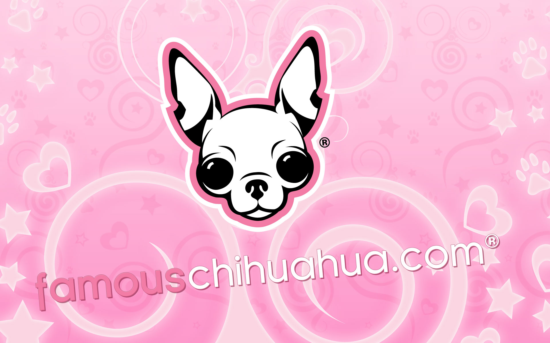 Chihuahua Wall Paper Wallpapers