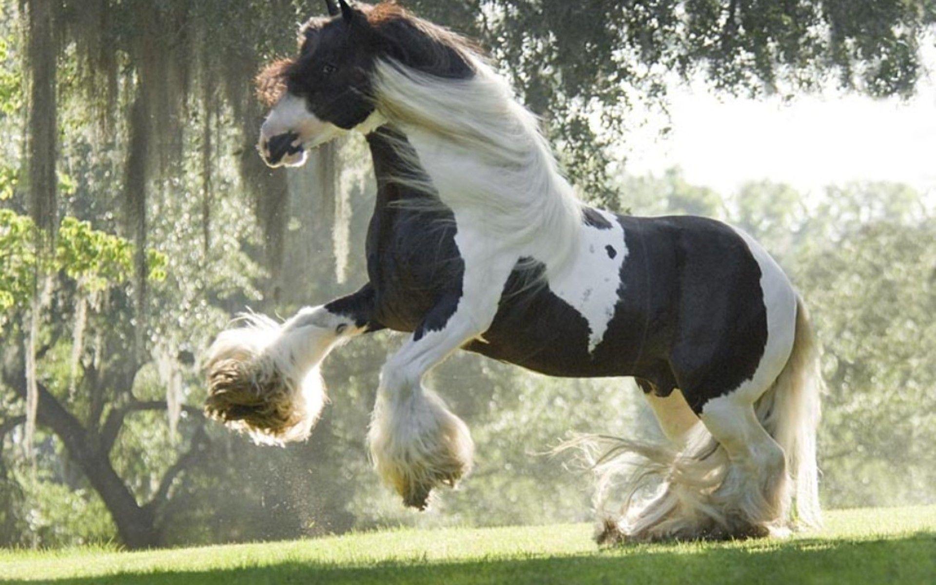 Clydesdale Wallpapers