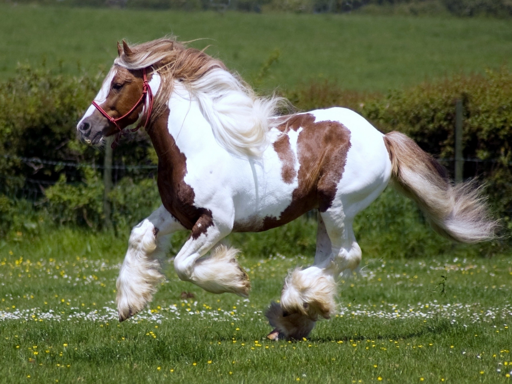 Clydesdale Wallpapers