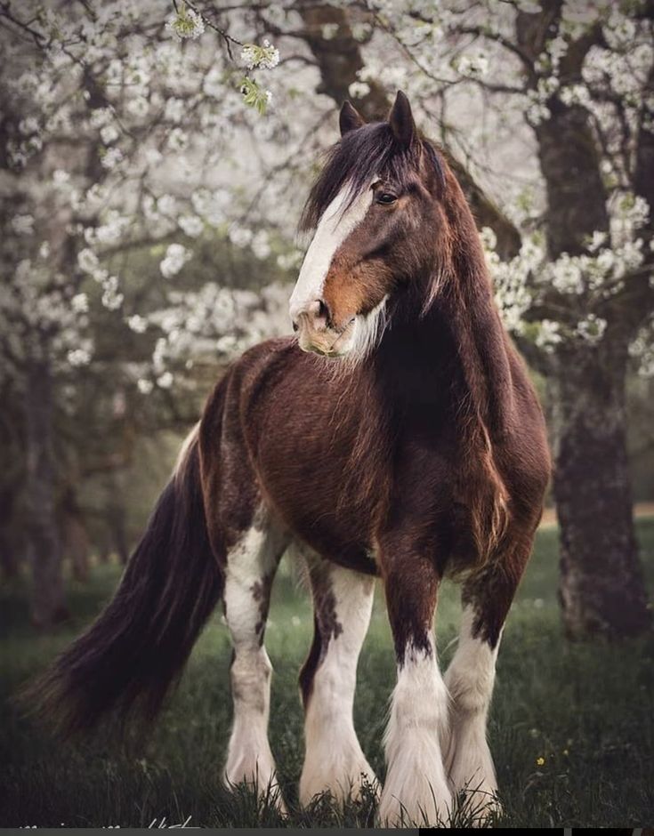 Clydesdale Wallpapers