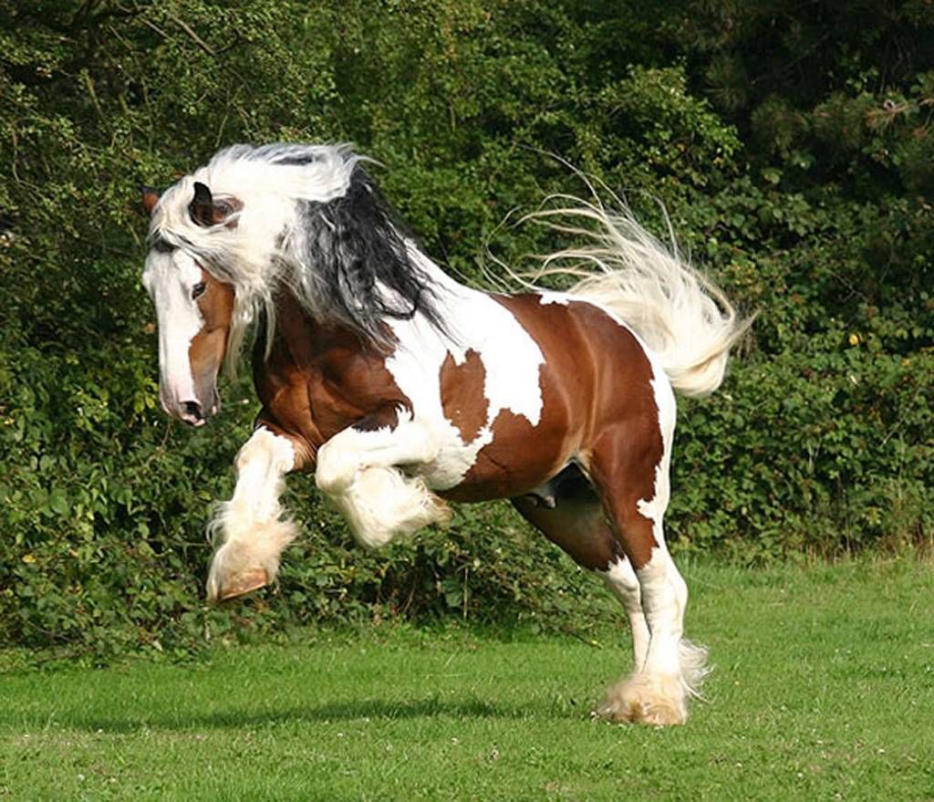 Clydesdale Wallpapers