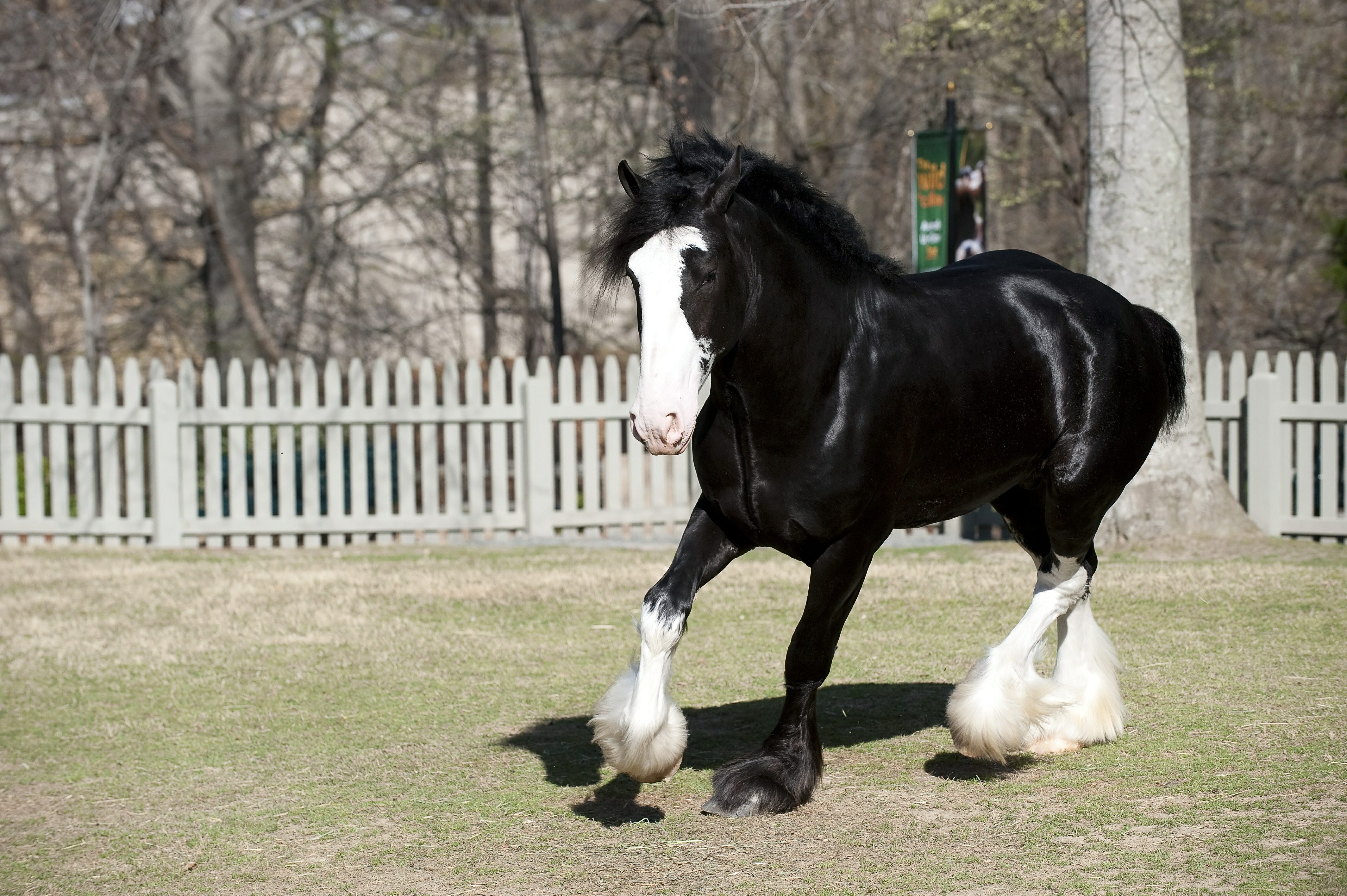 Clydesdale Wallpapers