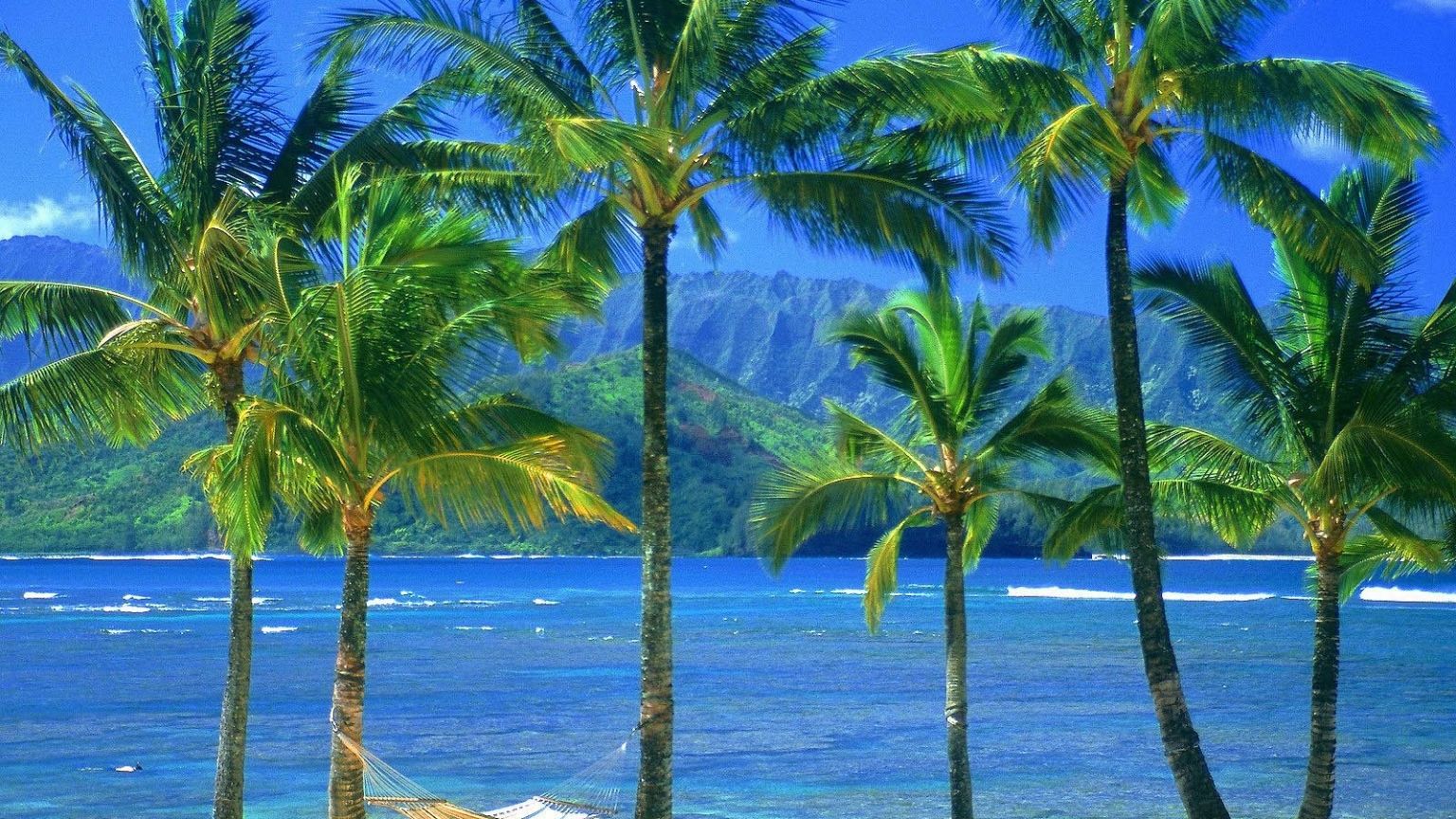 Coconut Tree Wallpapers