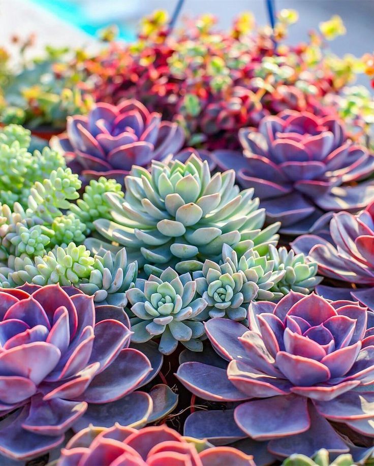 Colorful Succulent Wallpapers