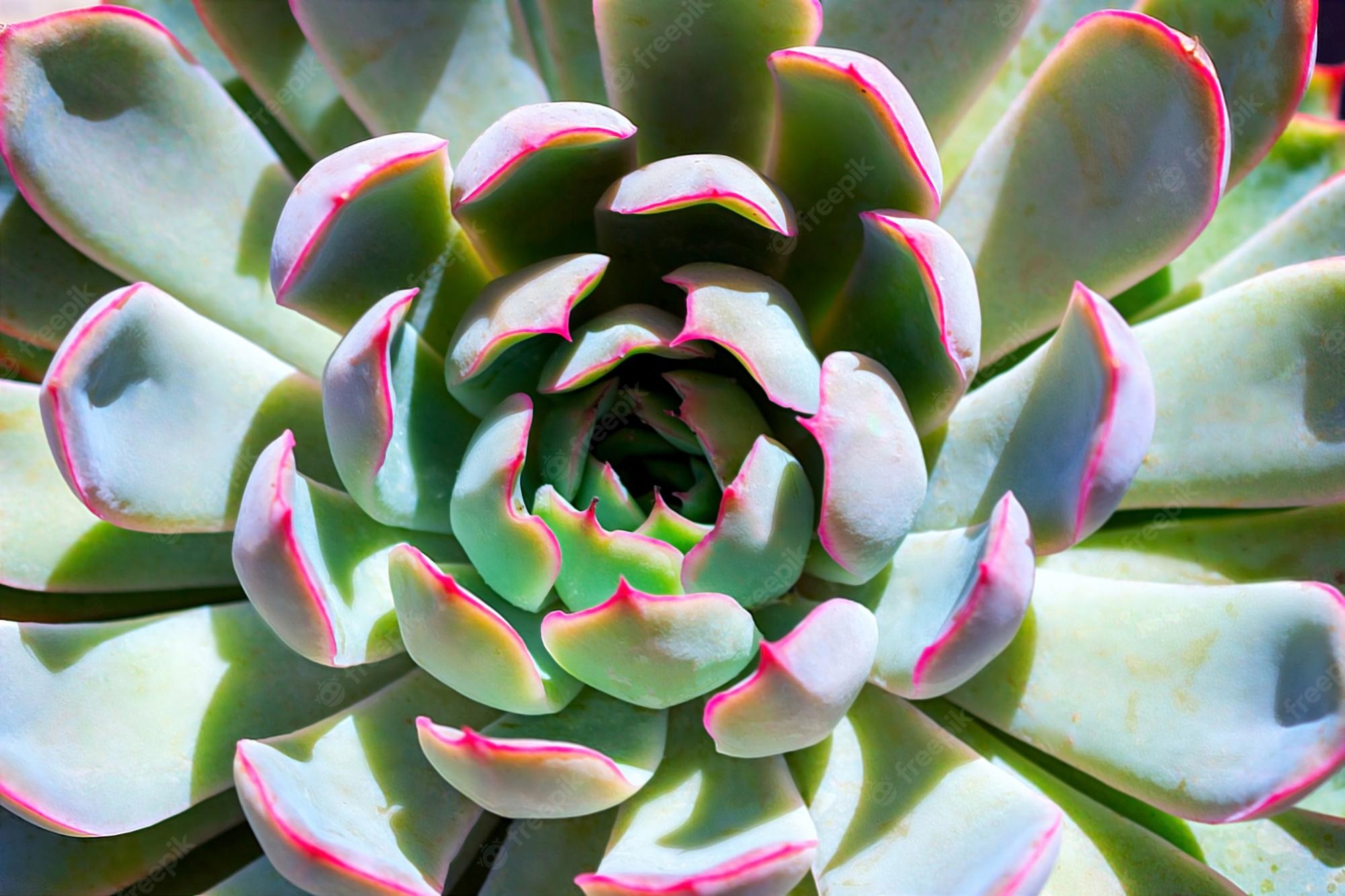 Colorful Succulent Wallpapers