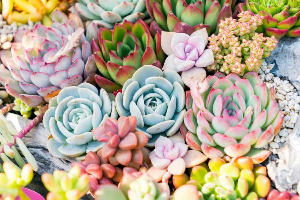 Colorful Succulent Wallpapers