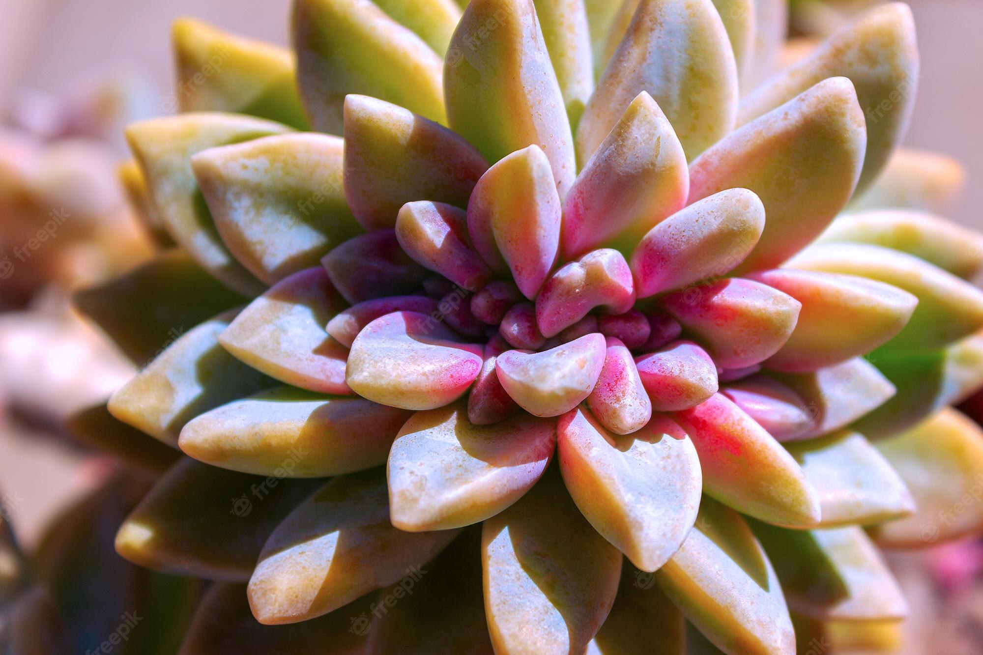 Colorful Succulent Wallpapers