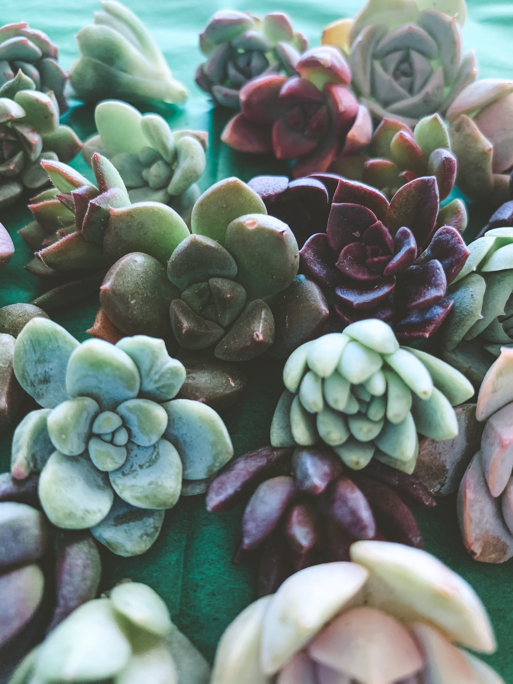 Colorful Succulent Wallpapers