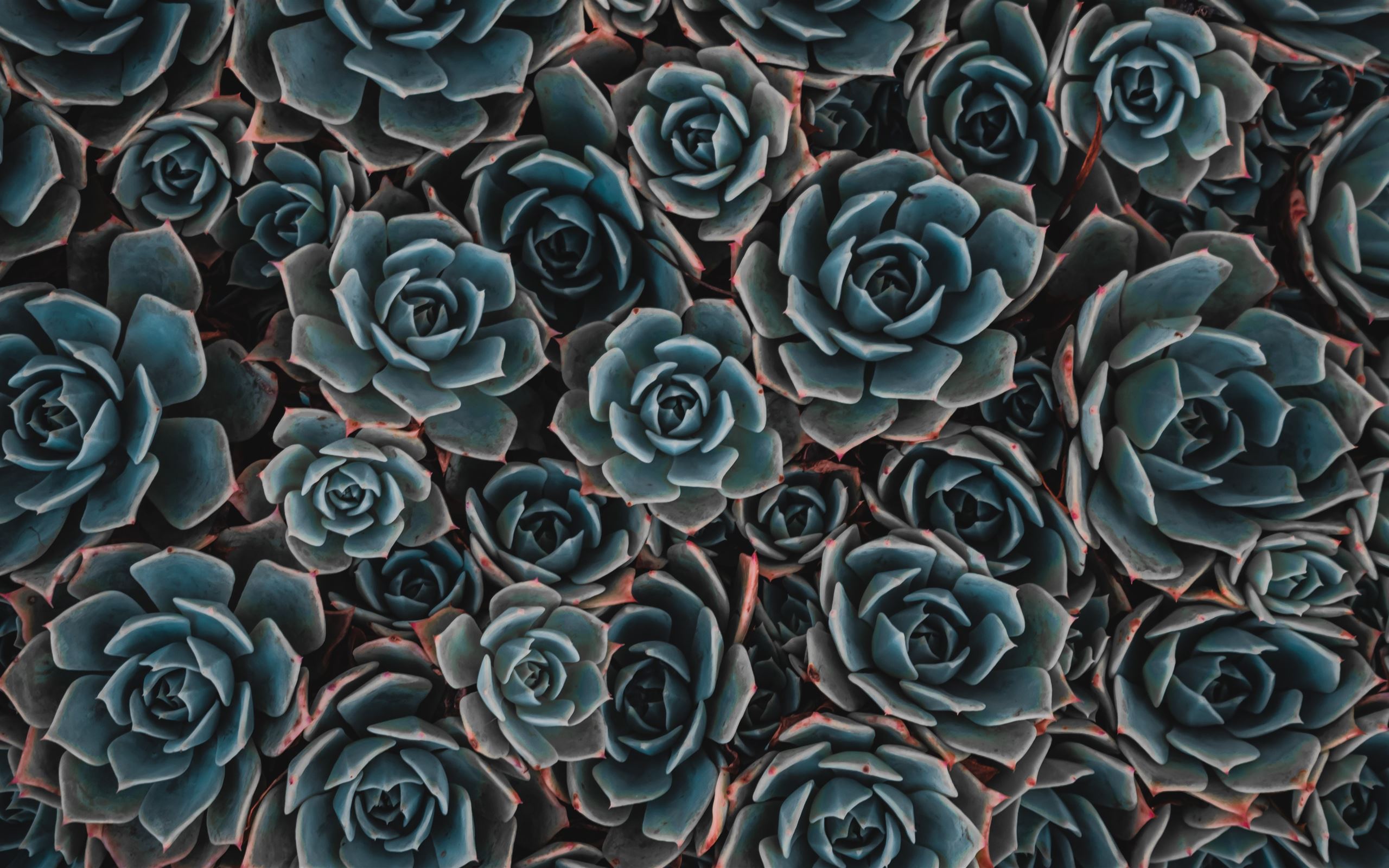 Colorful Succulent Wallpapers