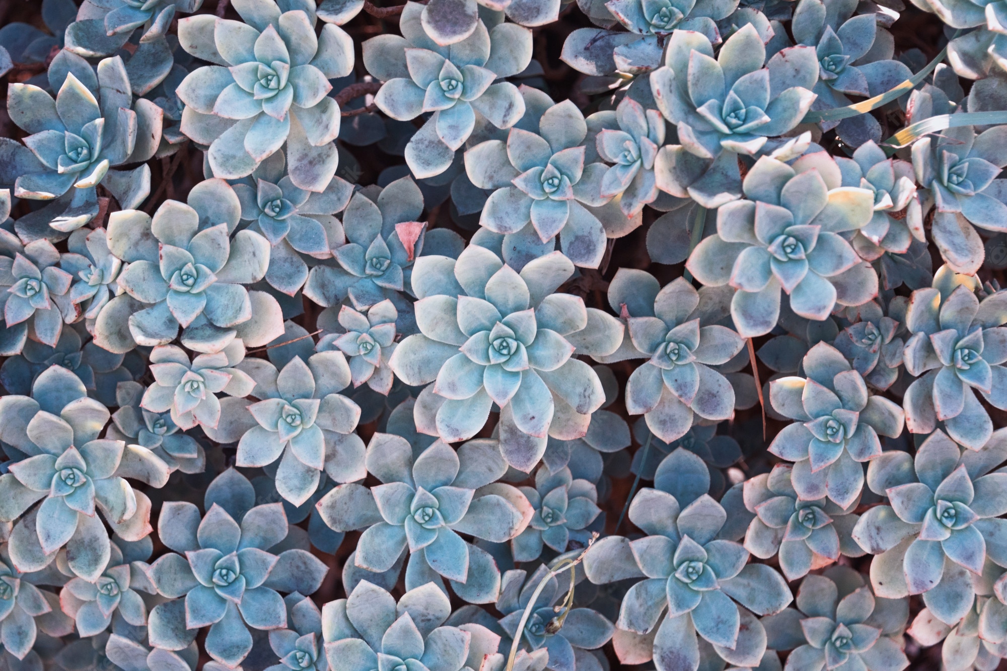 Colorful Succulent Wallpapers