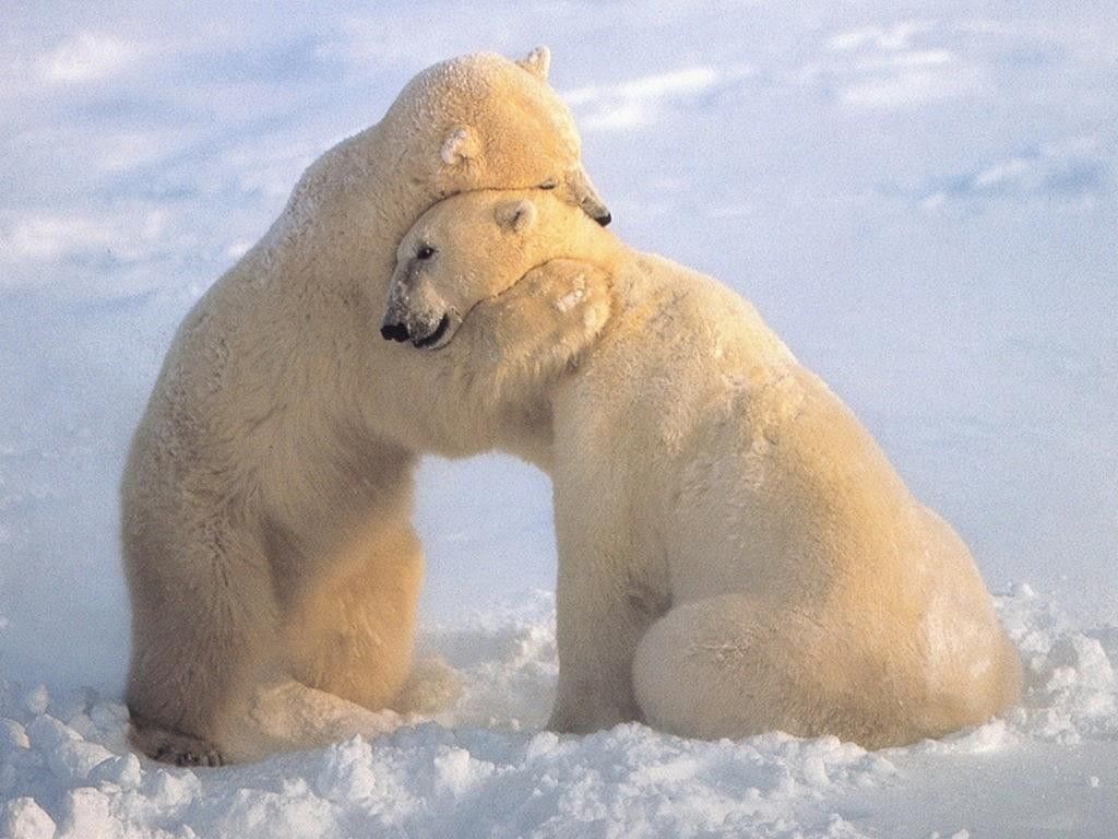 Comfort Animal Hug Wallpapers