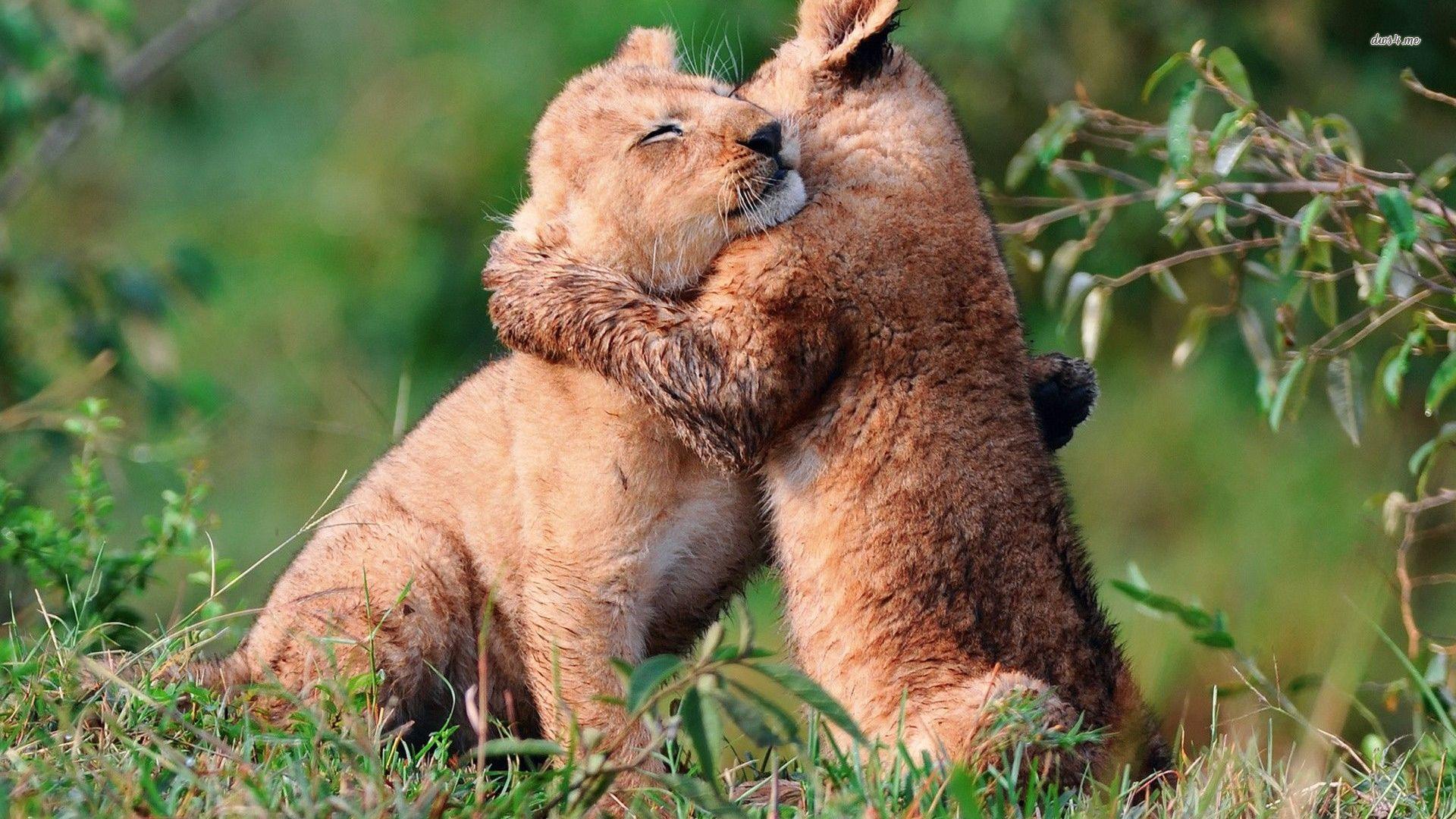 Comfort Animal Hug Wallpapers