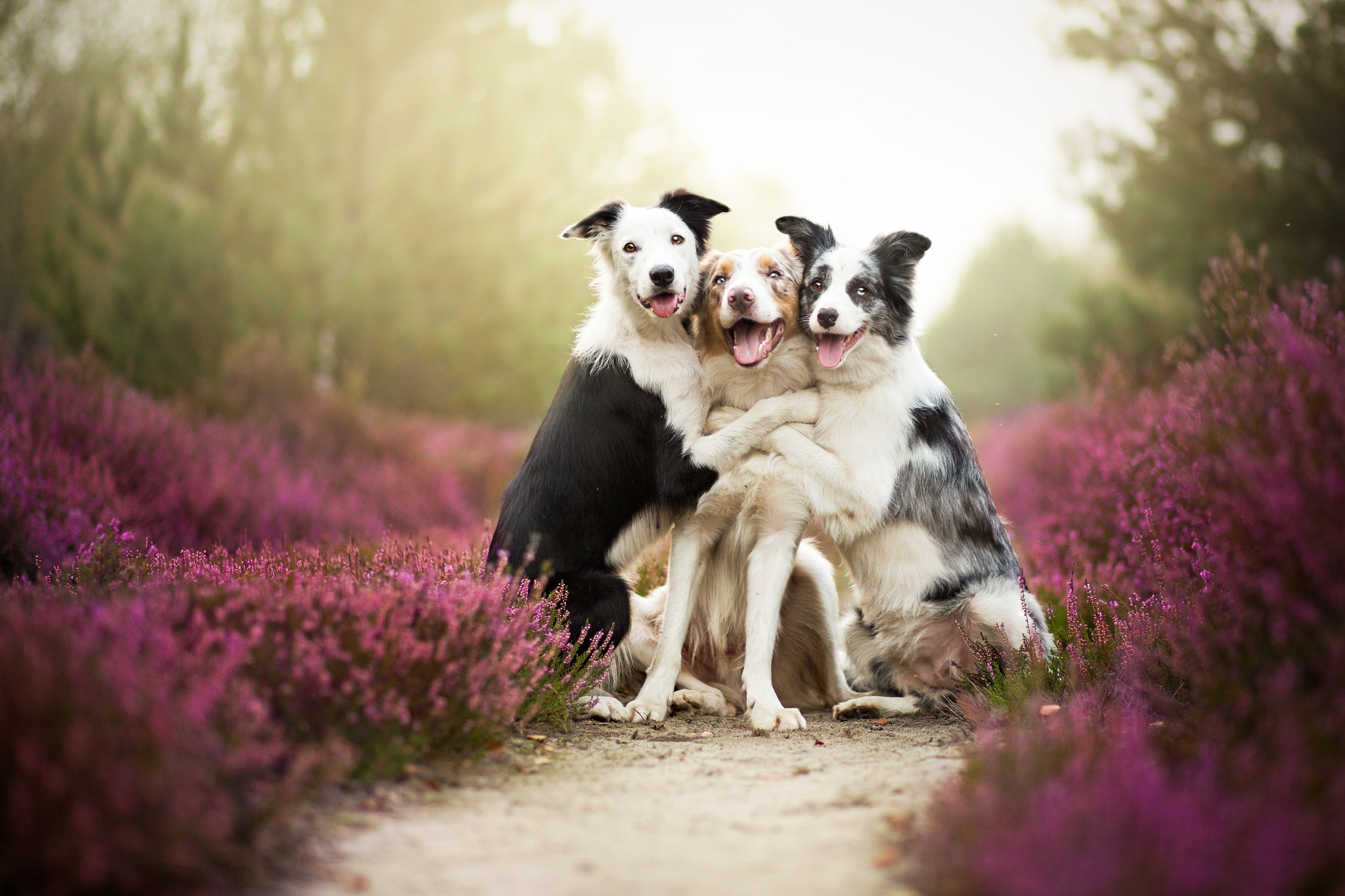 Comfort Animal Hug Wallpapers