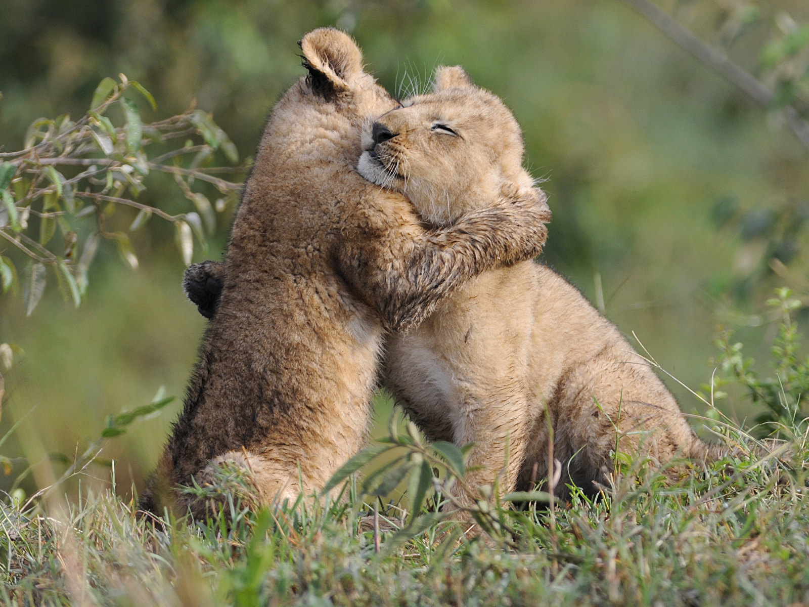 Comfort Animal Hug Wallpapers