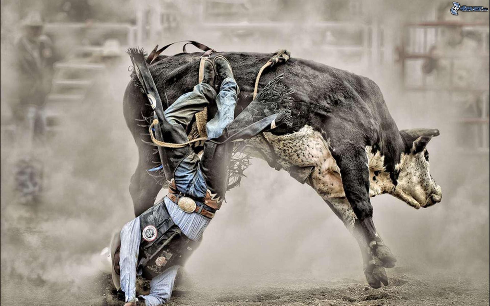 Cool Bull Riding Wallpapers