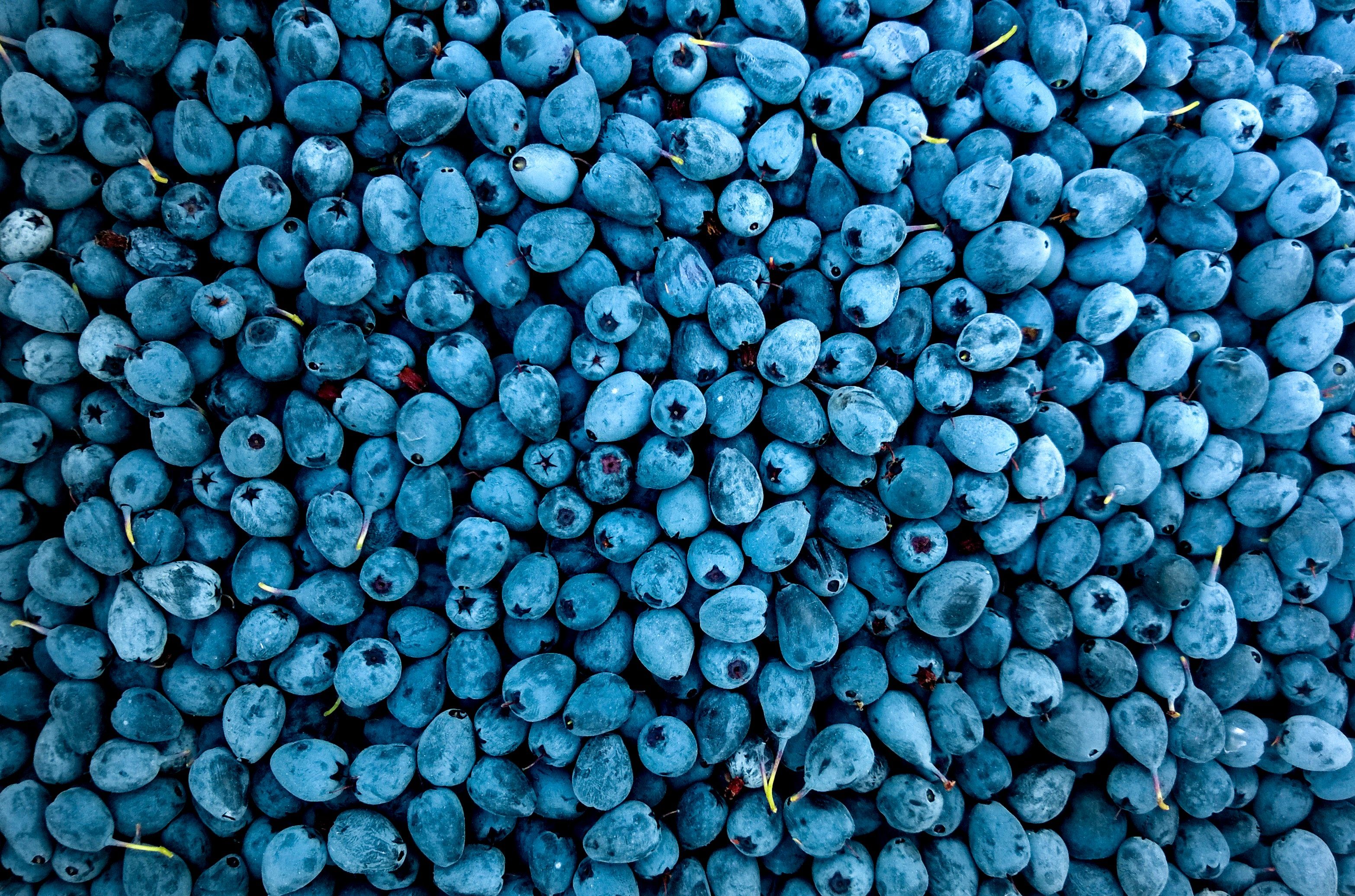 Cute Blueberry Wallpapers