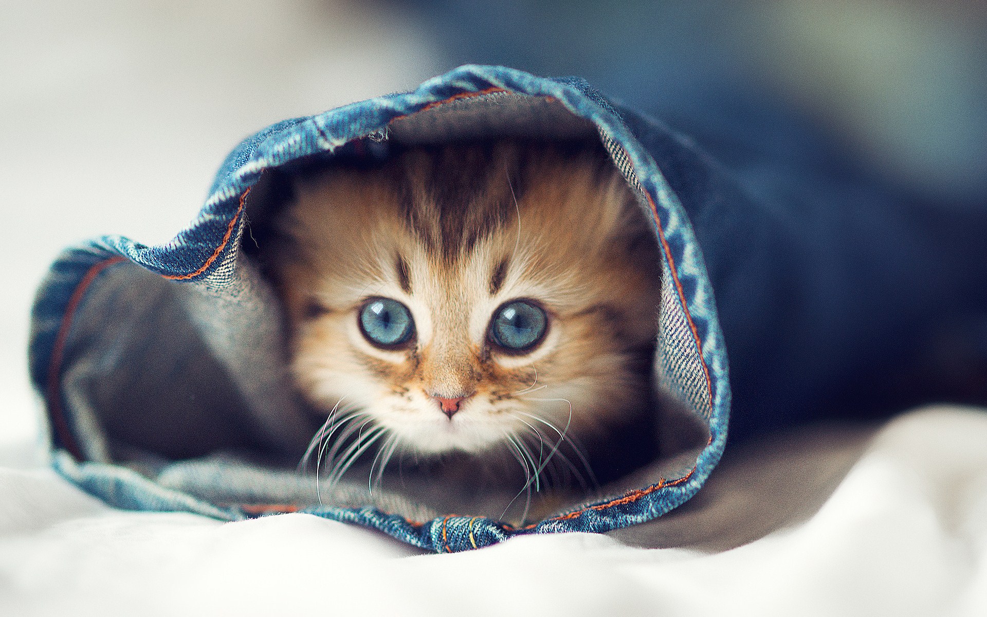 Cute Kittens For Desktop Wallpapers