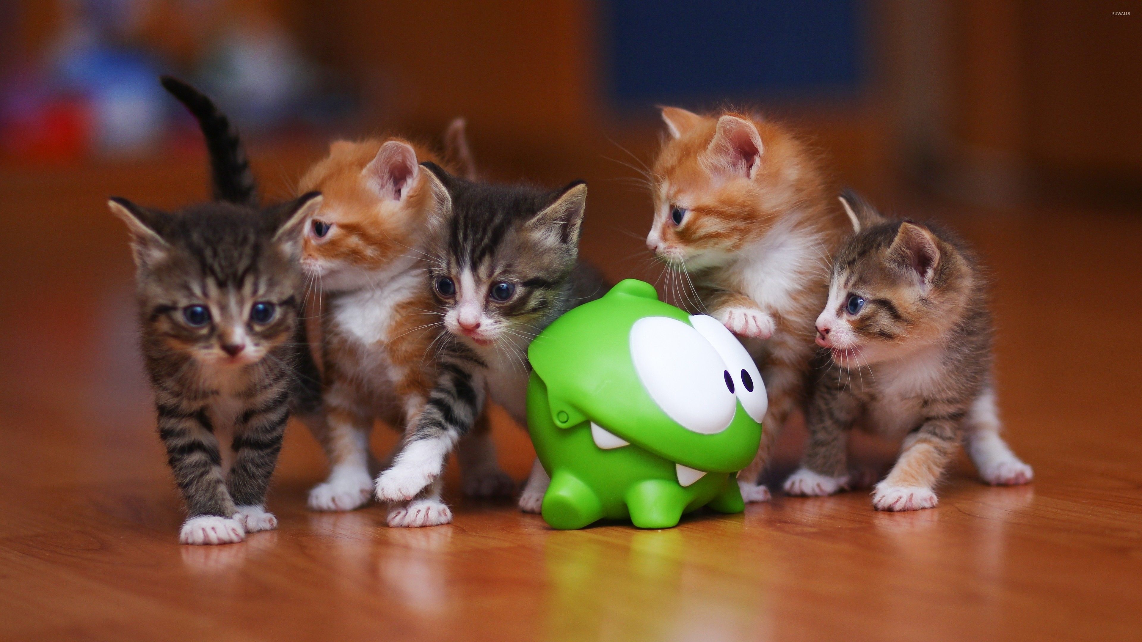 Cute Kittens For Desktop Wallpapers