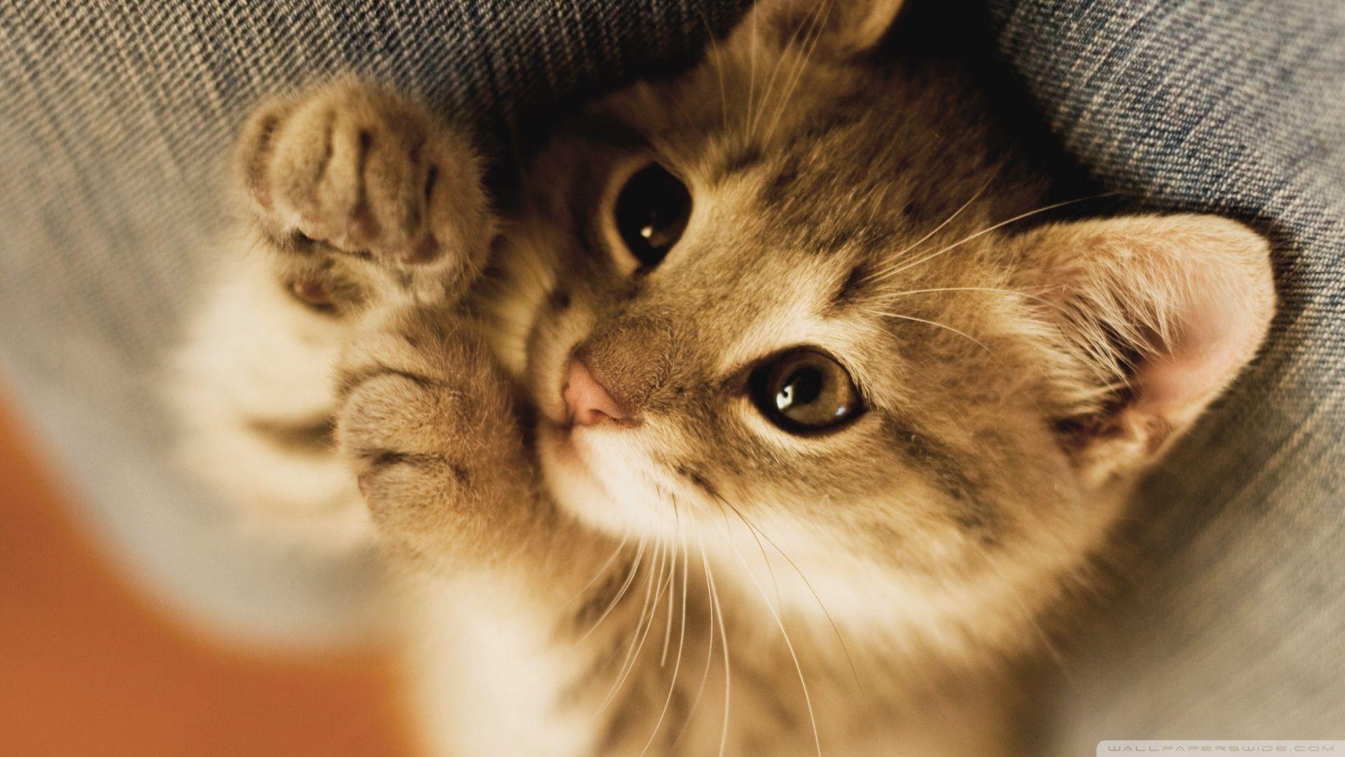 Cute Kittens For Desktop Wallpapers