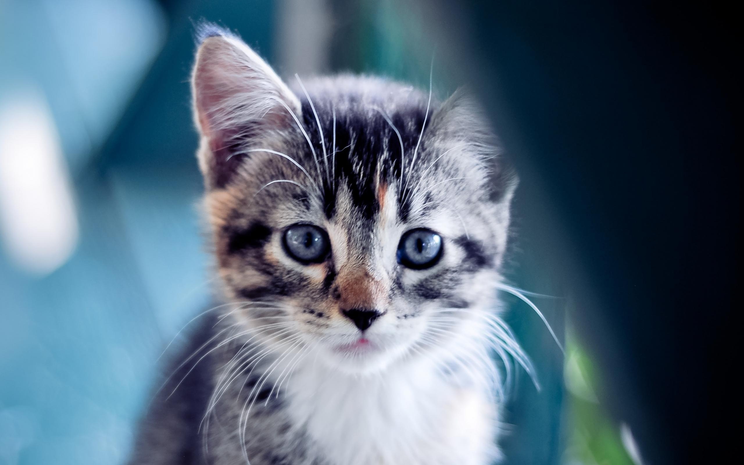 Cute Kittens For Desktop Wallpapers