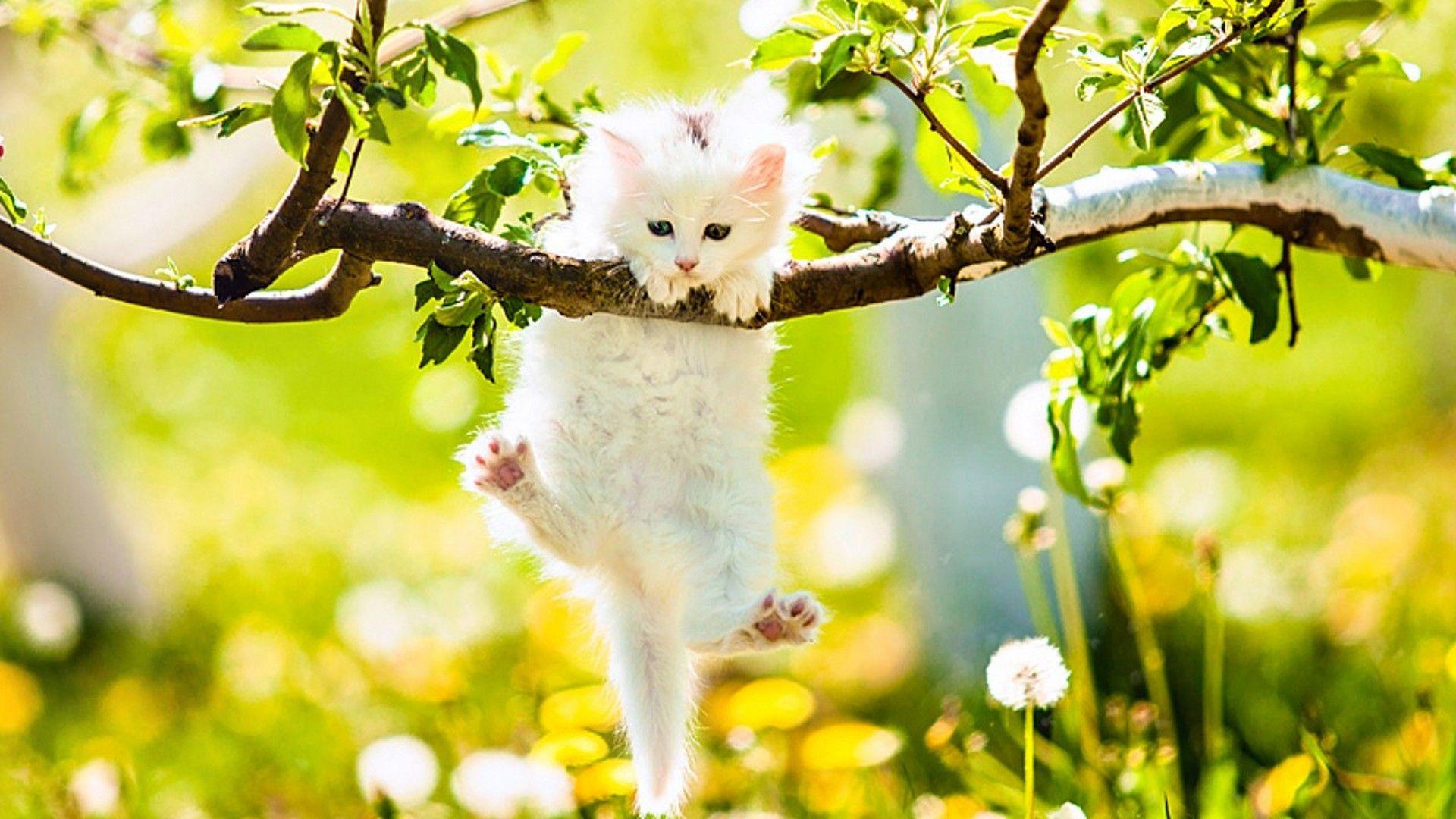 Cute Spring Screensavers Wallpapers