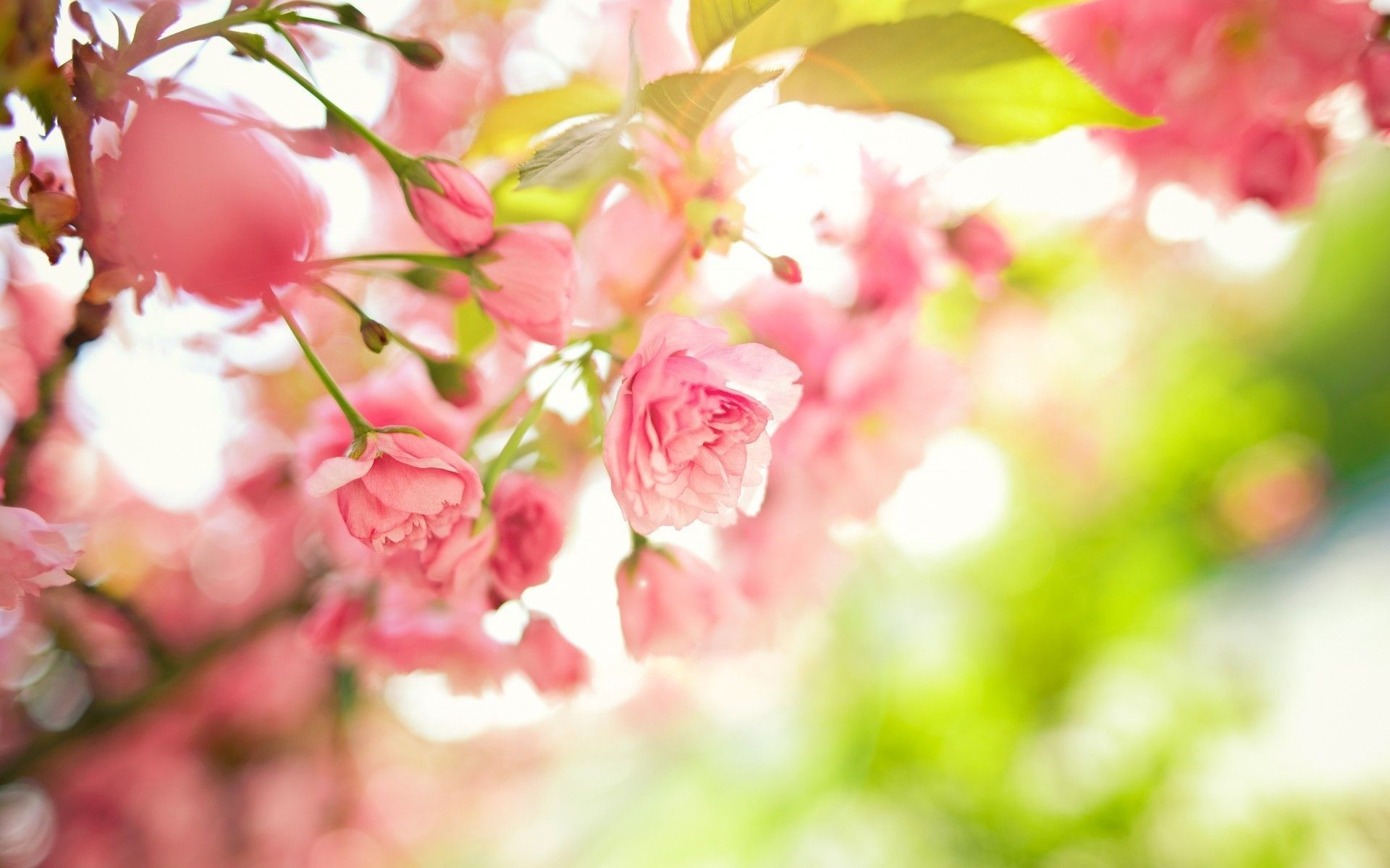 Cute Spring Screensavers Wallpapers